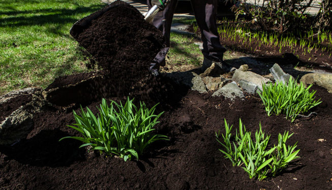 Mulch Installation